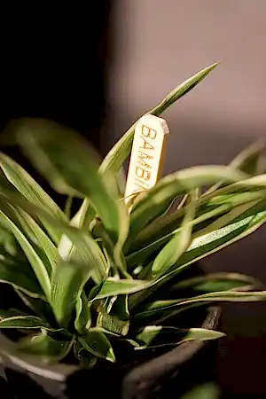 Chlorophytum - Spider plant - Cambridge Bee