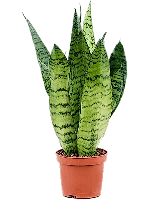Sansevieria zeylanica - Cambridge Bee