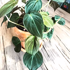 Philodendron Micans - Cambridge Bee