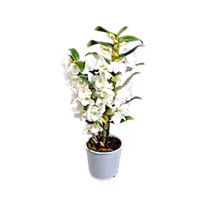 Dendrobium Nobile - White Orchid - Cambridge Bee