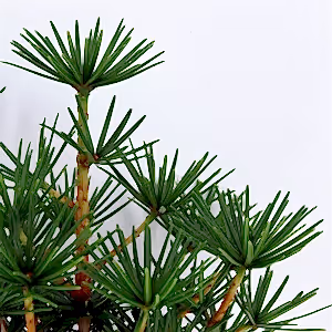 Sciadopitys verticillata - Japanese umbrella pine ⌀19cm - Cambridge Bee