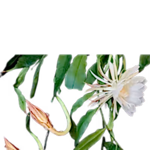 Epiphyllum Pumilum - White Orchid Cactus ⌀15 - Cambridge Bee