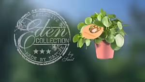 Pilea Peperomiodes - Money plant ⌀12cm - Cambridge Bee