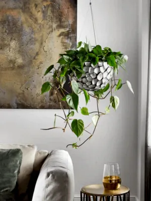 Philodendron Scandens - Heart-leaf philodendron hanging ⌀15cm - Cambridge Bee