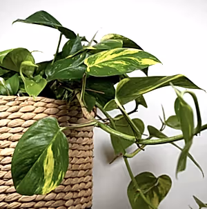 Epipremnum Aureum - Devils Ivy ⌀12cm - Cambridge Bee