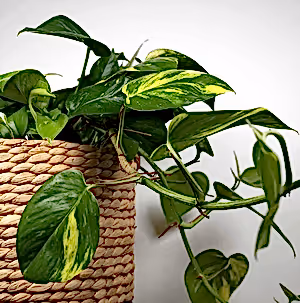 Epipremnum Aureum - Devil’s Ivy ⌀15cm - Cambridge Bee