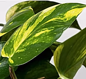 Epipremnum Aureum - Devil’s Ivy ⌀15cm - Cambridge Bee