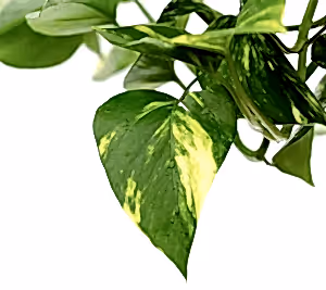 Epipremnum Aureum - Devil’s Ivy ⌀15cm - Cambridge Bee