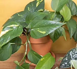 Epipremnum Aureum - Devils Ivy ⌀12cm - Cambridge Bee