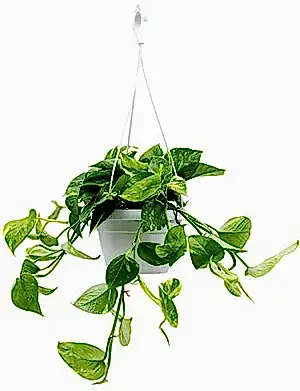 Epipremnum Aureum - Devil’s Ivy ⌀15cm - Cambridge Bee