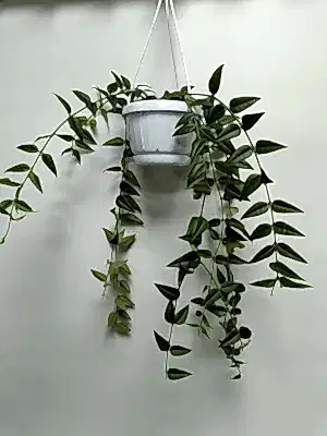 Hoya Bella in hanging pot - Cambridge Bee