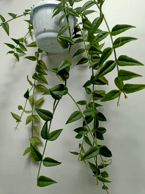 Hoya Bella in hanging pot - Cambridge Bee
