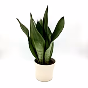 Sansevieria Moonshine - Cambridge Bee