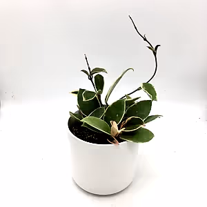 Hoya Krimson Queen in 10-12 cm pot - Cambridge Bee