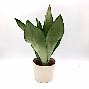 Sansevieria Moonshine - Cambridge Bee