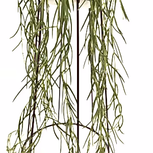 Hoya Linearis in hanging pot - Cambridge Bee