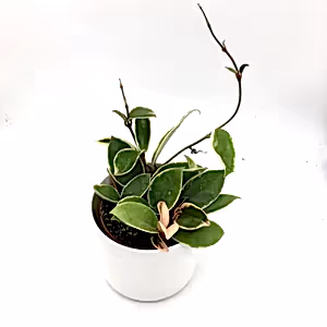 Hoya Krimson Queen in 10-12 cm pot - Cambridge Bee