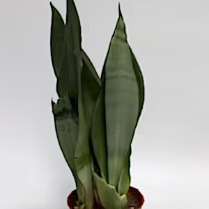 3 x random SALE Imperfect plants - Cambridge Bee