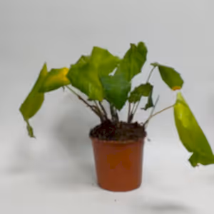 3 x random SALE Imperfect plants - Cambridge Bee