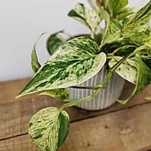 Epipremnum pinnatum - Marble Queen Pothos ⌀12cm - Cambridge Bee