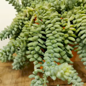 Sedum Burrito ⌀15cm - Cambridge Bee