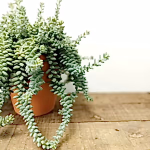 Sedum Burrito ⌀15cm - Cambridge Bee