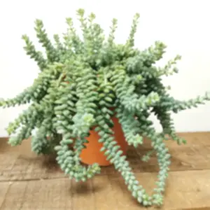 Sedum Burrito ⌀15cm - Cambridge Bee