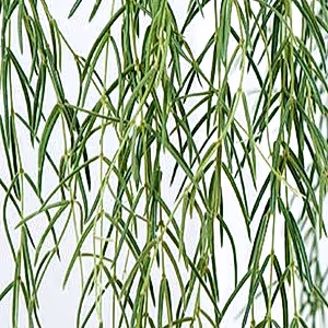 Hoya Linearis in hanging pot - Cambridge Bee