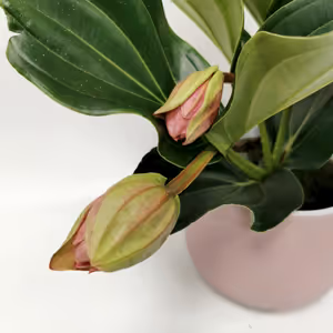 Medinilla Magnifica - Rose Grape Orchid - Cambridge Bee