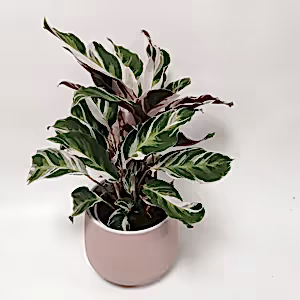 Calathea White Fusion - peacock plant ⌀10cm - Cambridge Bee
