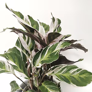 Calathea White Fusion - peacock plant ⌀10cm - Cambridge Bee