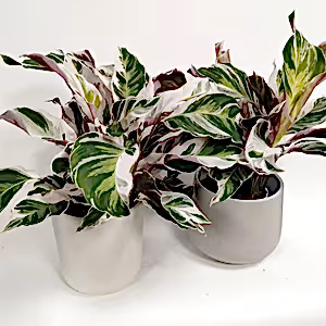 Calathea White Fusion - peacock plant ⌀10cm - Cambridge Bee