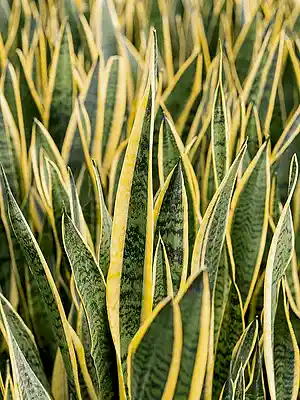 Sansevieria Laurentii Snake plant in 11 cm pot - Cambridge Bee