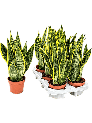 Sansevieria Laurentii Snake plant in 11 cm pot - Cambridge Bee