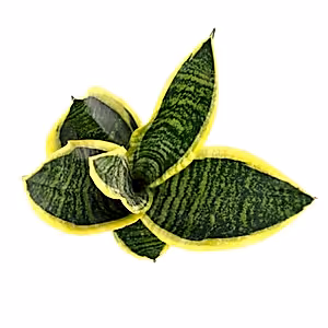 Sansevieria Laurentii Snake plant in 11 cm pot - Cambridge Bee