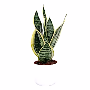 Sansevieria Laurentii Snake plant in 11 cm pot - Cambridge Bee
