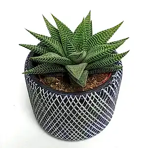 Haworthia spider white in 12 cm pot - Cambridge Bee