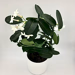 Stephanotis Floribunda - Madagascar Jasmine - Cambridge Bee