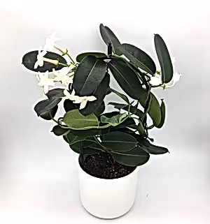 Stephanotis Floribunda - Madagascar Jasmine - Cambridge Bee